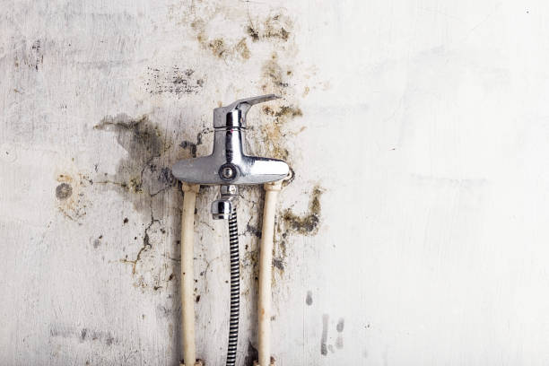 Best Local Mold Removal Service  in Boonville, NC