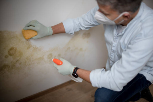 Best Mold Removal Company Near Me  in Boonville, NC