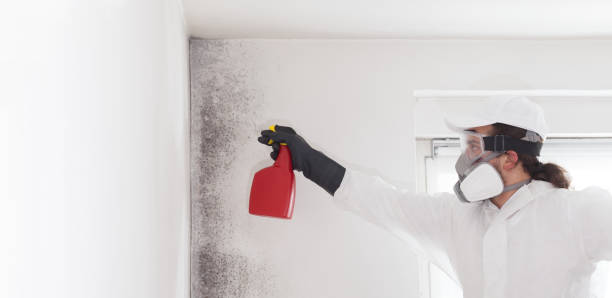 Professional Mold Removal in Boonville, NC