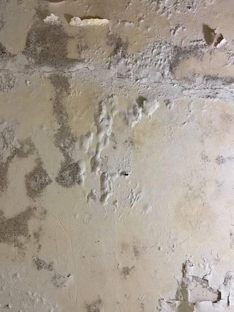 Home Mold Removal in Boonville, NC